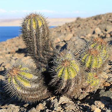 Copiapoa marginata